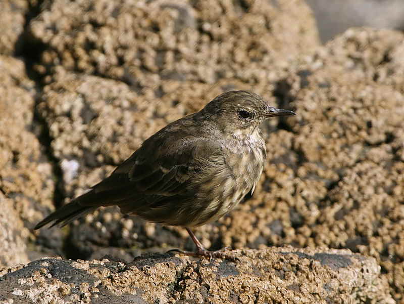 Rock Pipit, Maidens Harbour, Ayrshire