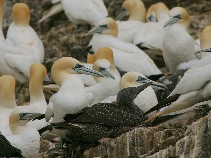 Gannets, Bass Rock