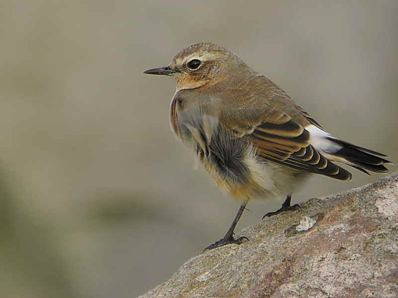 Northern Wheatear, Balcomie, Fife