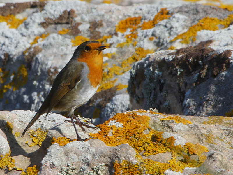 Robin, Balcomie, Fife