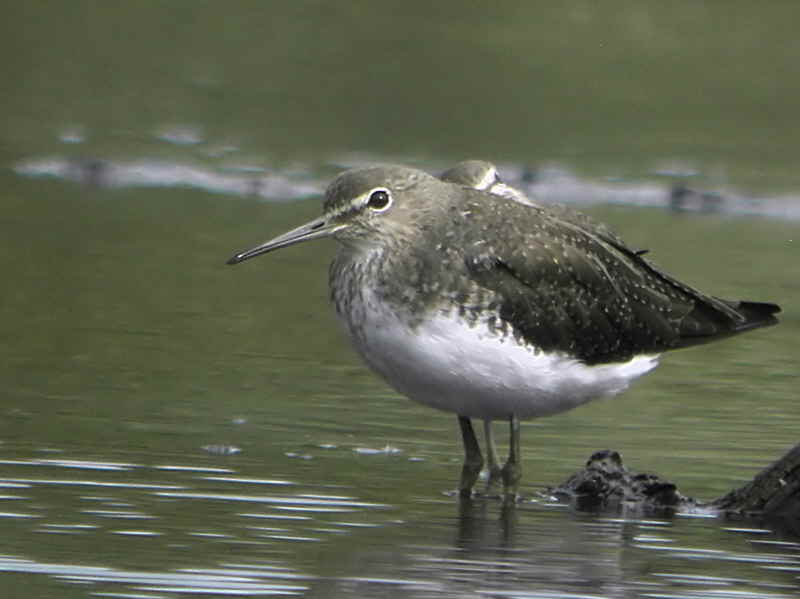 Green Sandpiper, Barons Haugh RSPB, Clyde