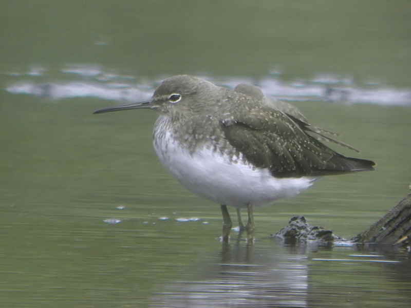 Green Sandpiper, Barons Haugh RSPB, Clyde