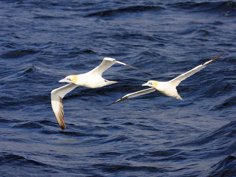 Gannet, Clyde Pelagic cruise