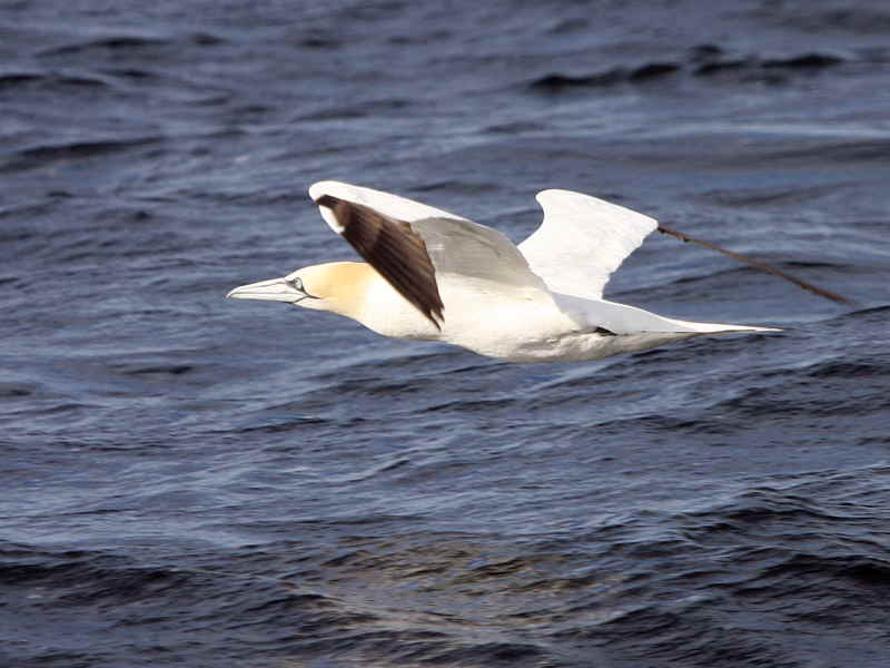 Gannet, Clyde Pelagic cruise