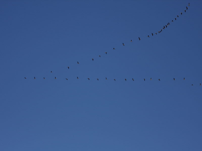 Pink-footed Geese, South Medwin valley, Clyde