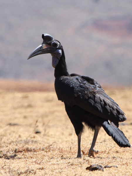 Abyssinian Ground Hornbill, south of Yabello