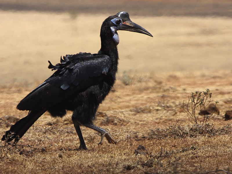 Abyssinian Ground Hornbill, south of Yabello