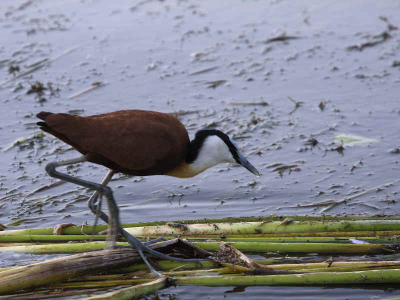 African Jacana, Lake Awassa