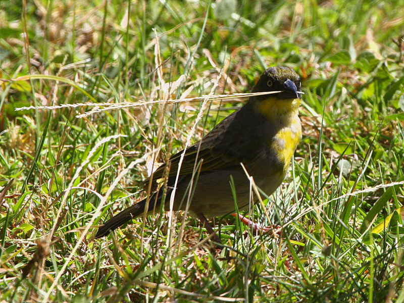 Baglafecht Weaver, Ghion Hotel gardens Addis Ababa