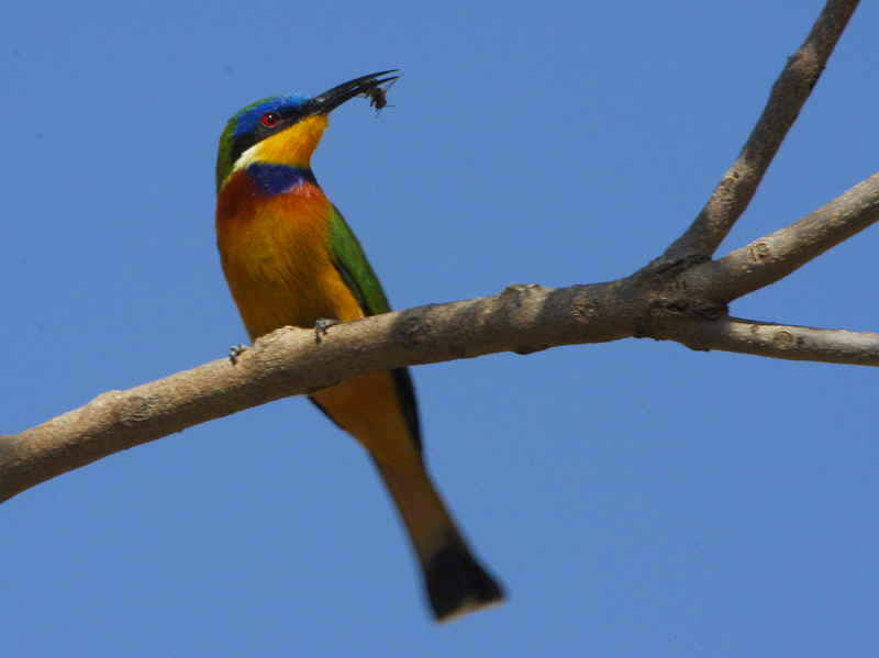 Blue-breasted Bee-eater, Axum