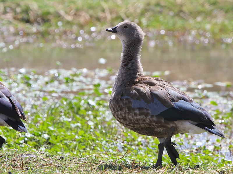 Blue-winged Goose, Sululta Plains