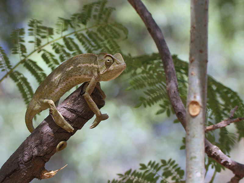 Chameleon sp, Lalibela