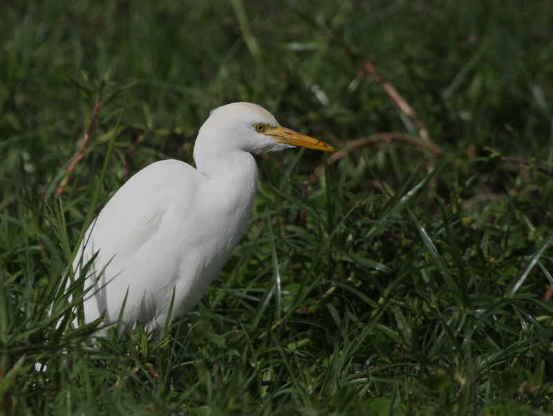 Cattle Egret, Laka Ziway