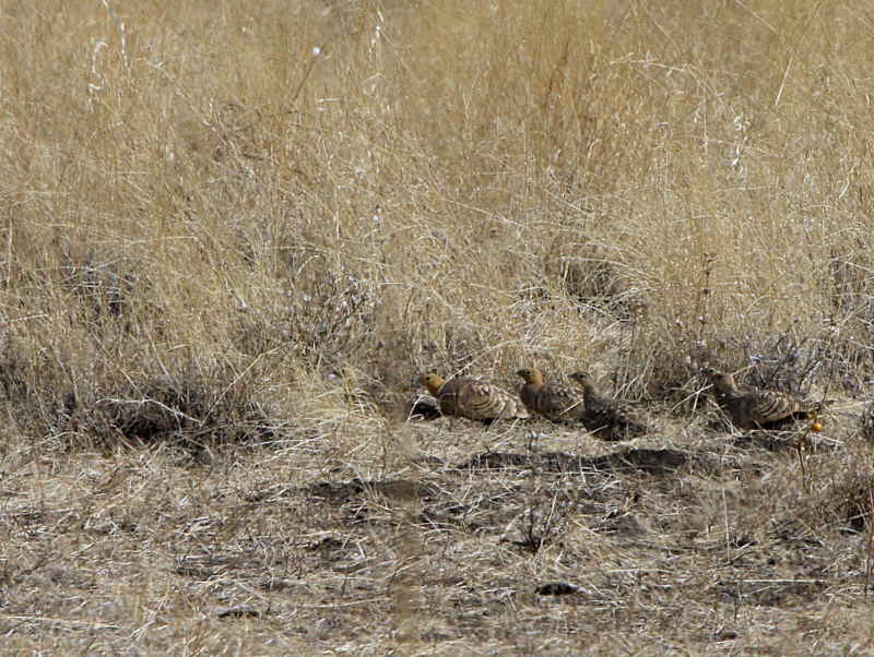 Chestnut-bellied Sandgrouse, Awash NP