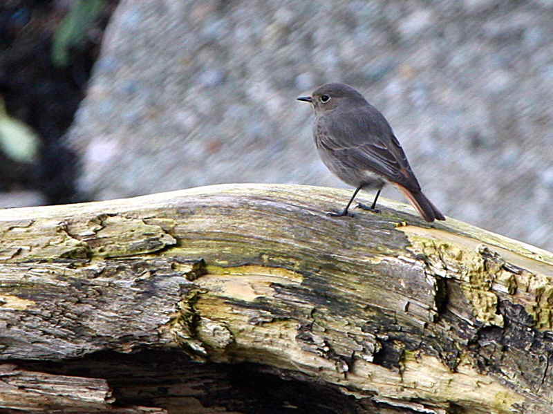 Black Redstart (female), Helensburgh, Clyde