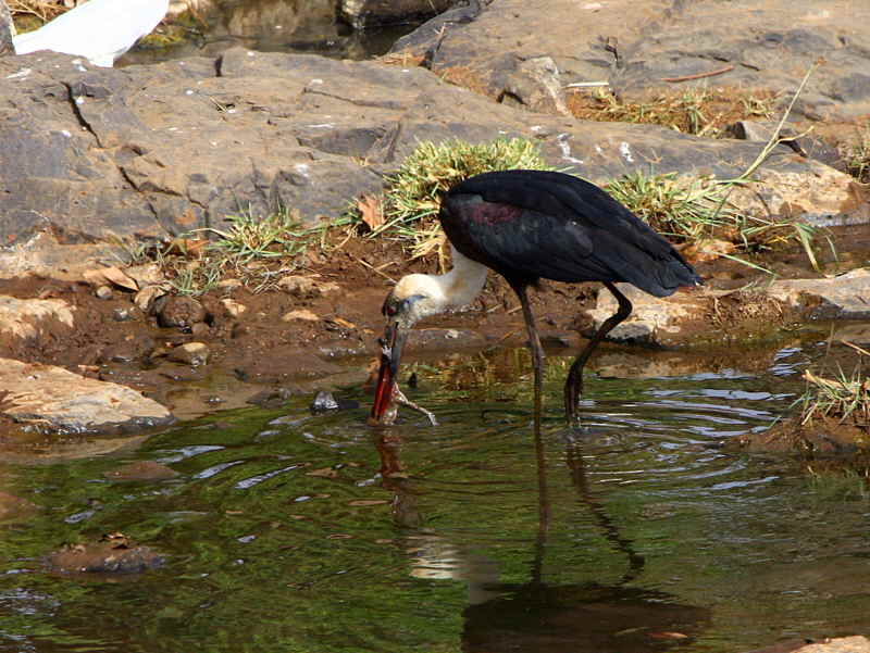 Wooly-necked Stork, Lake Tana