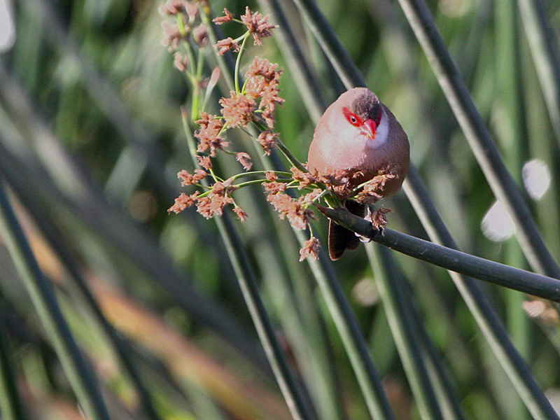 Common Waxbill, Lake Awassa