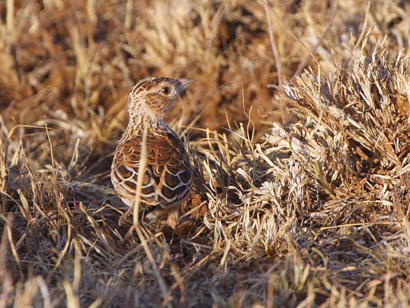 Sidamo Lark, Liben Plains near Negele Borena