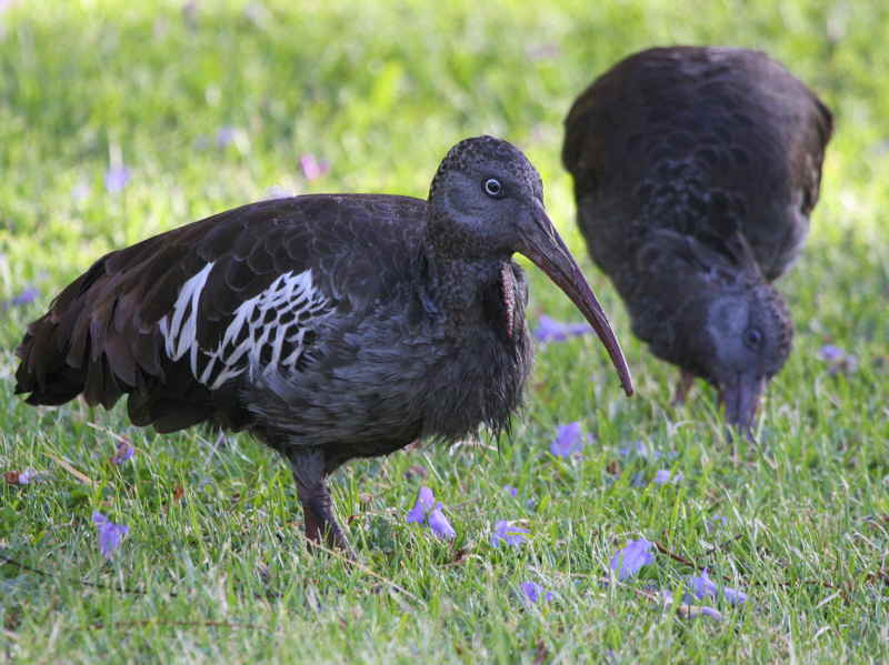 Wattled Ibis, Addis Ababa