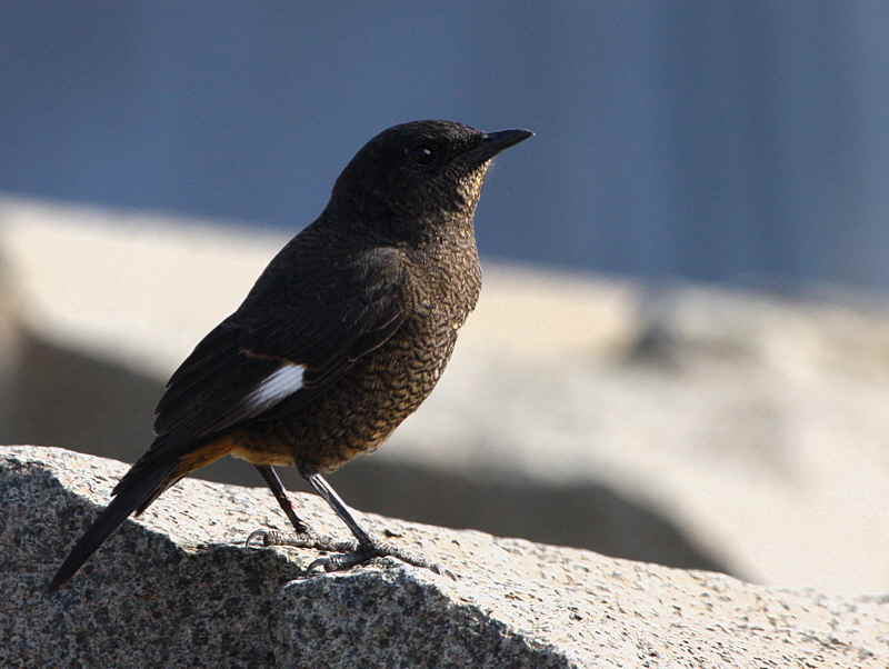 White-winged Cliff Chat (female), Axum