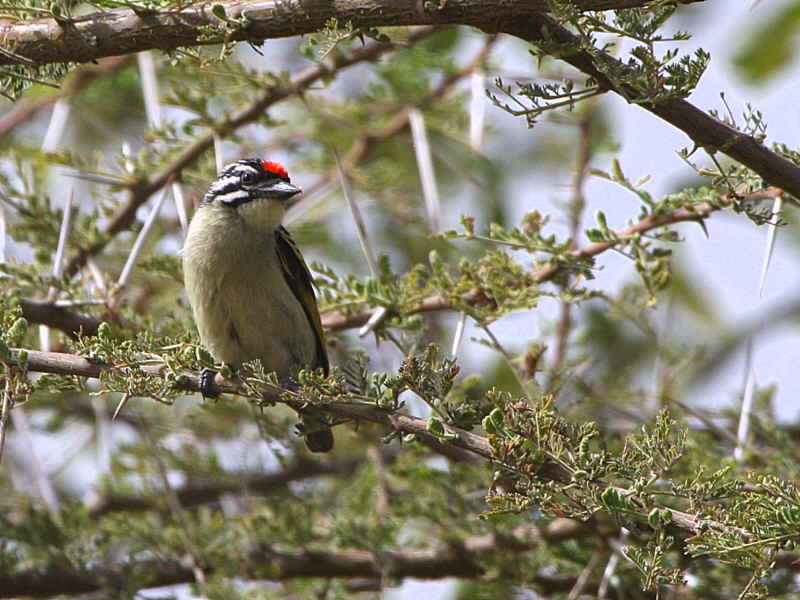 Red-fronted Tinkerbird, Lake Langano