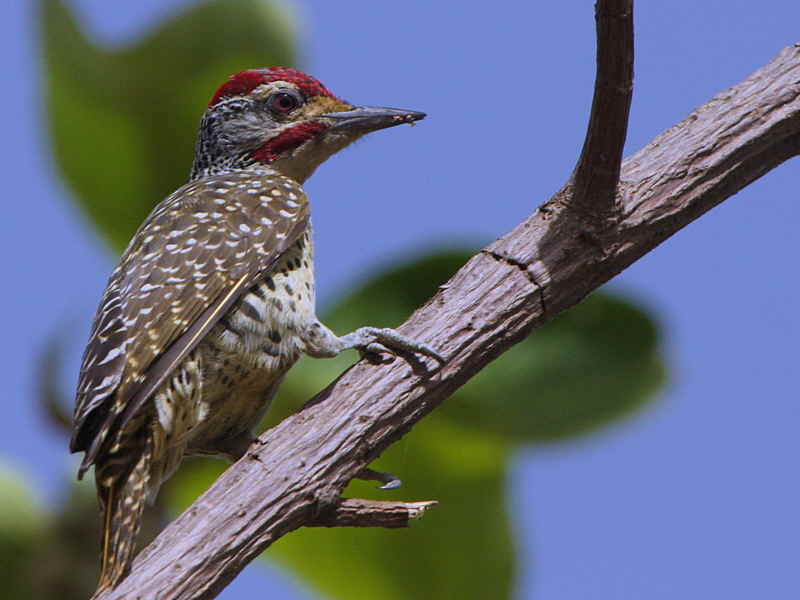 Nubian Woodpecker, Bahir Dar