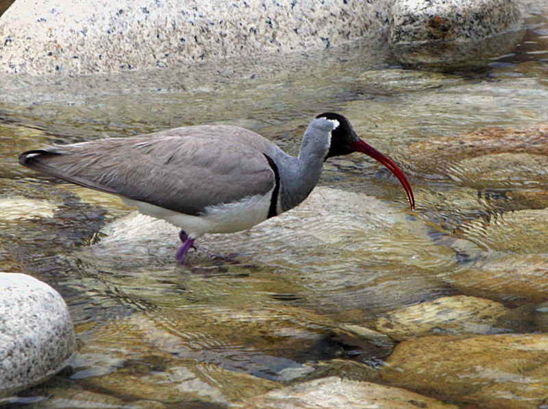 Ibisbill, Paro River, Bhutan