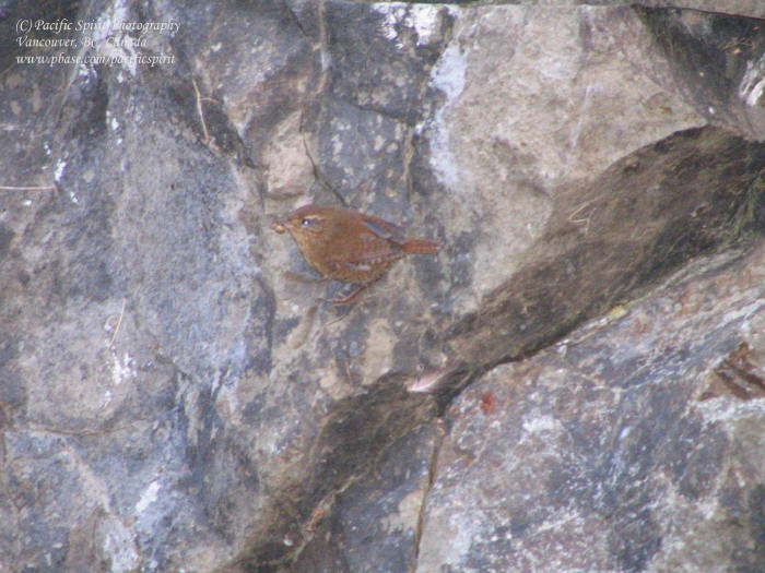 A fresco of a bird