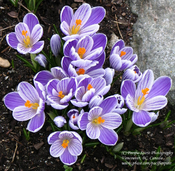 Crocuses