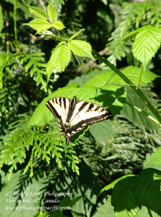 Two-tailed Swallowtail (Papilio multicaudataon) a blackberry leaf
