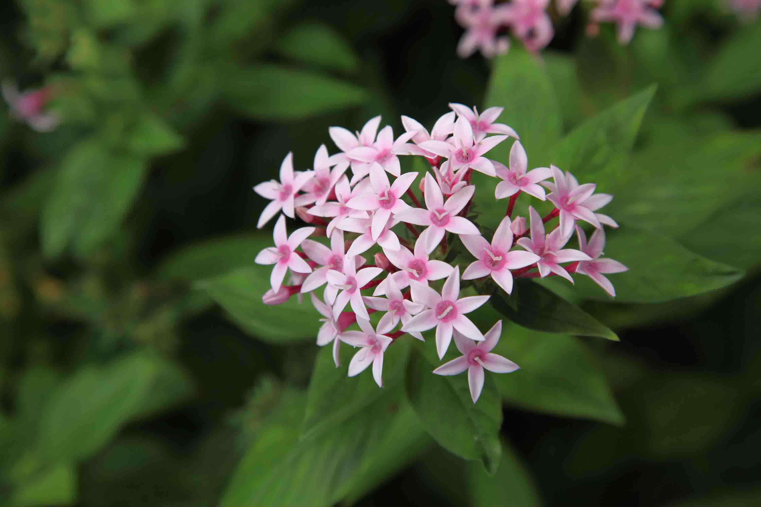 Flower closeup