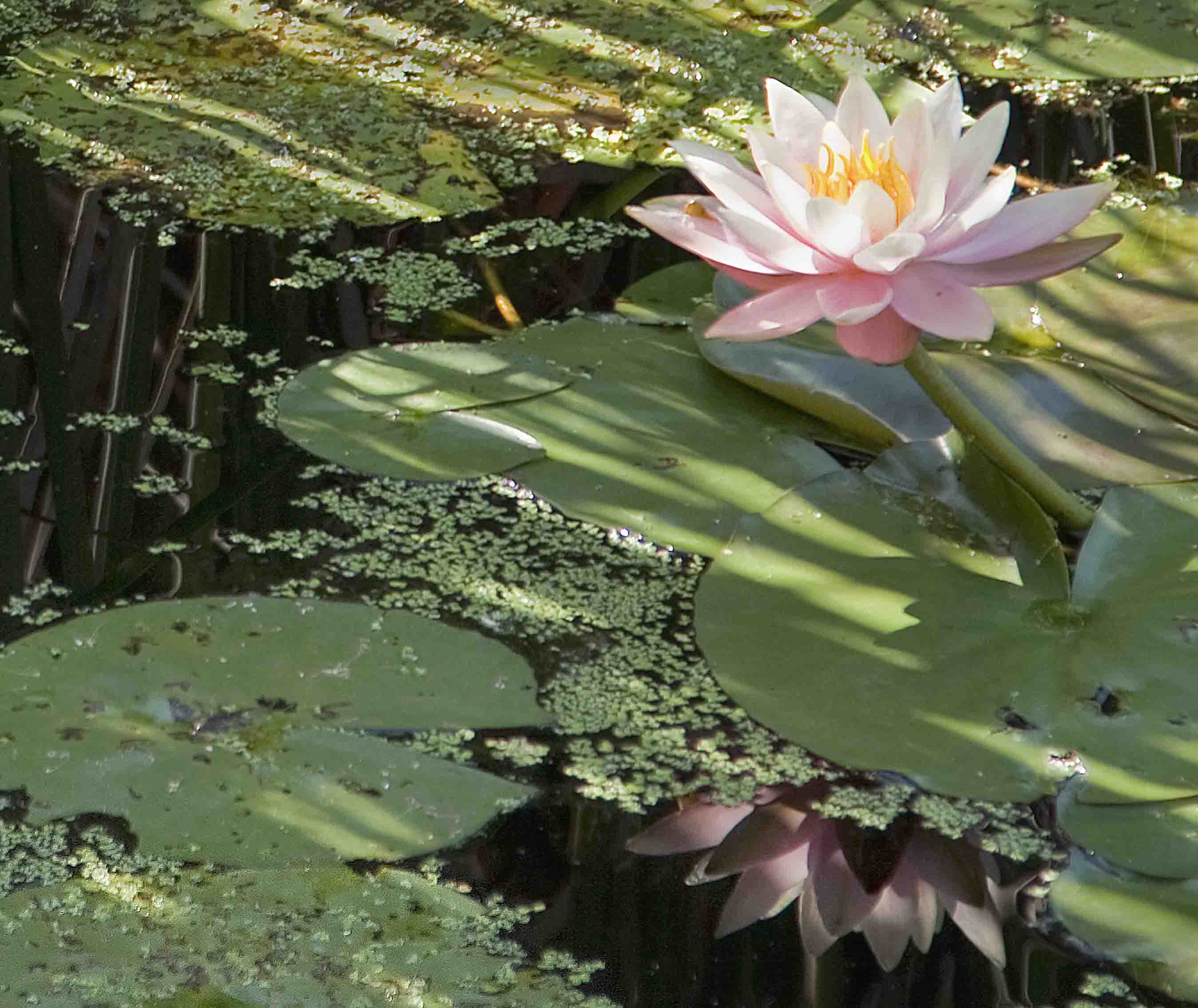 Water Lily