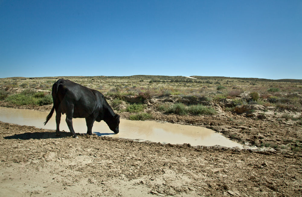 Mudhole drink