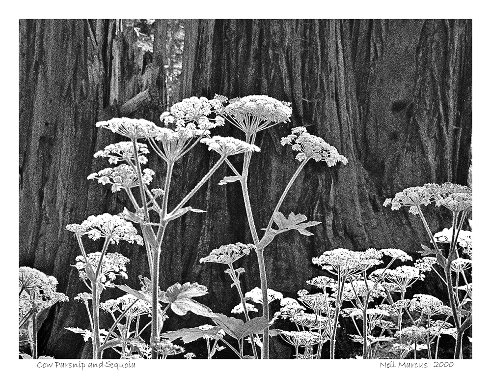 Cow Parsnip and Sequoia