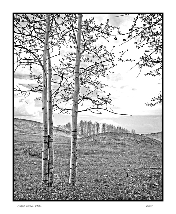 Aspen Grove
