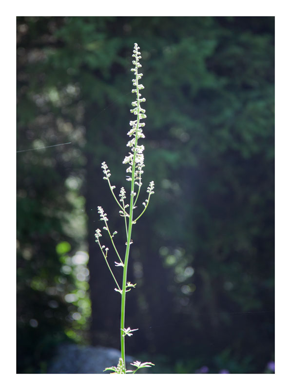 wild flower