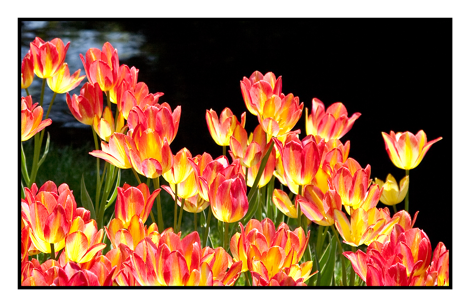 Tulip, Antoinette