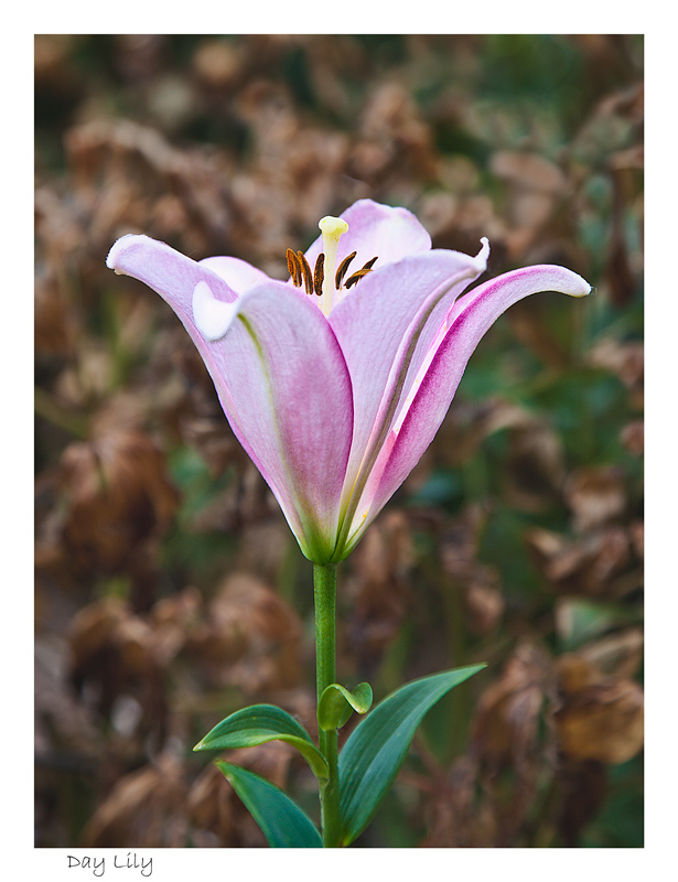 Day lily