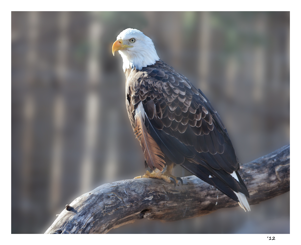 Caged Eagle
