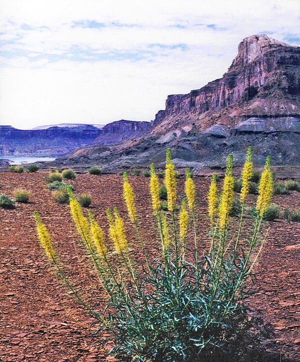 Above  Lake Powell