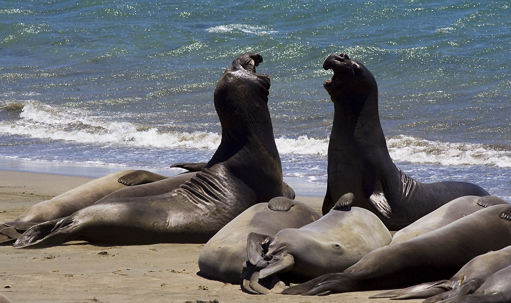 Elephant Seal