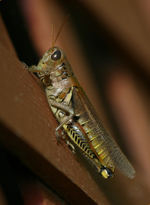 Grasshopper