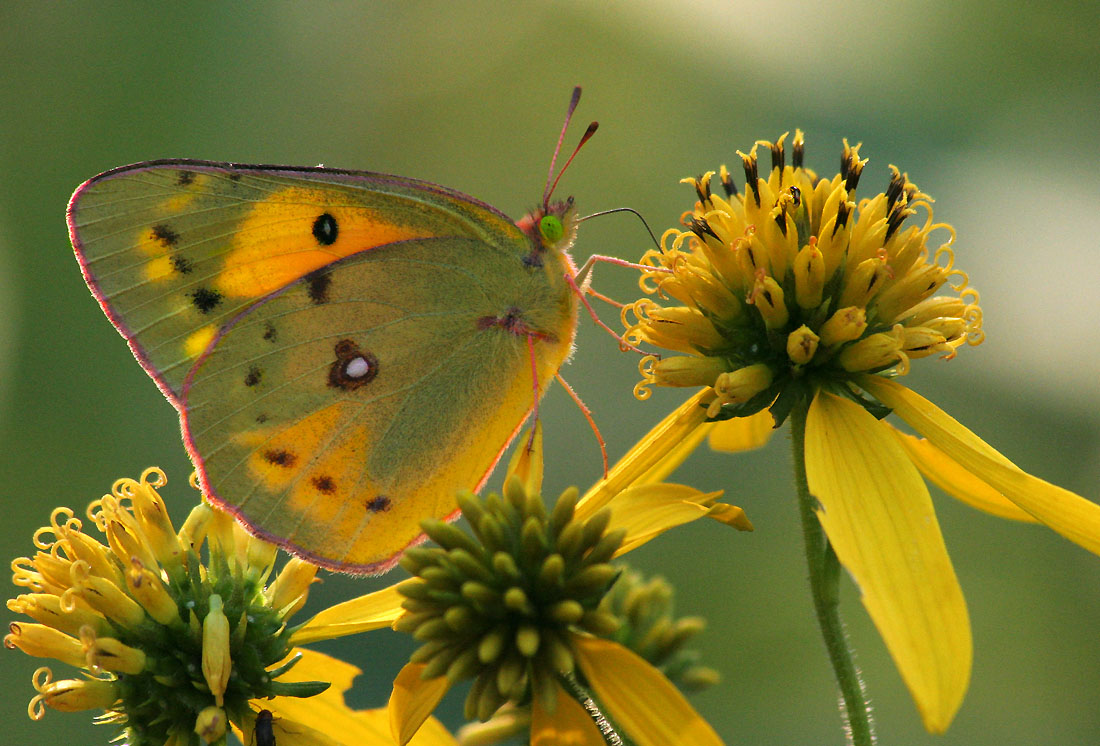 Moorland Clouded Yellow
