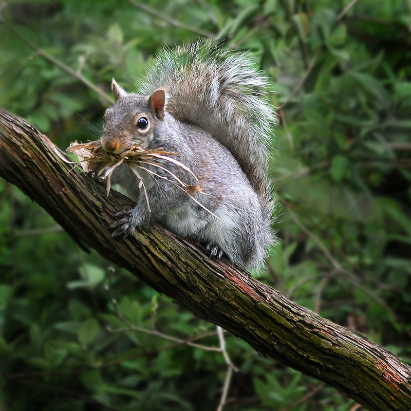 Busy Squirrel