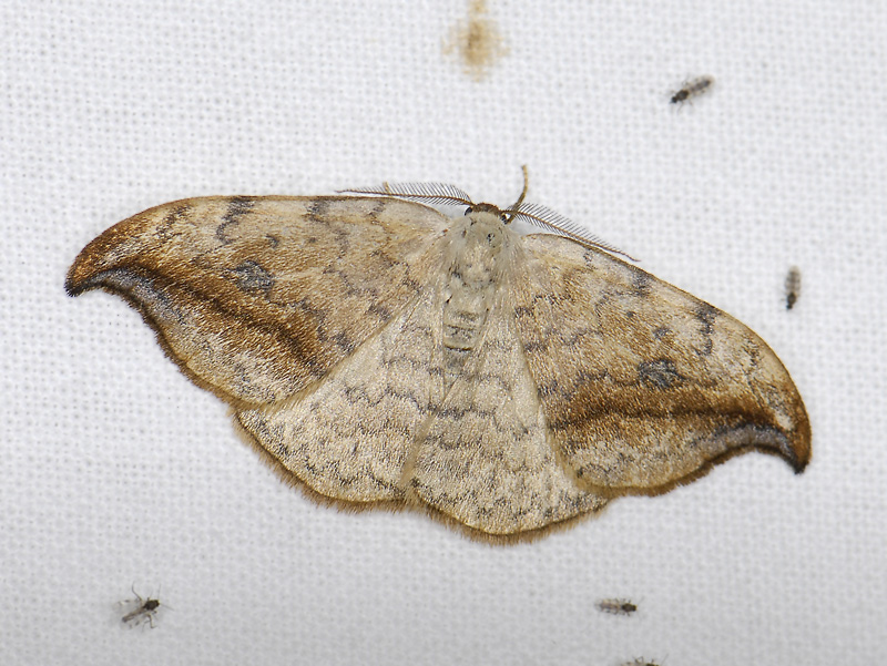 2170   Drepana falcataria  8846.jpg