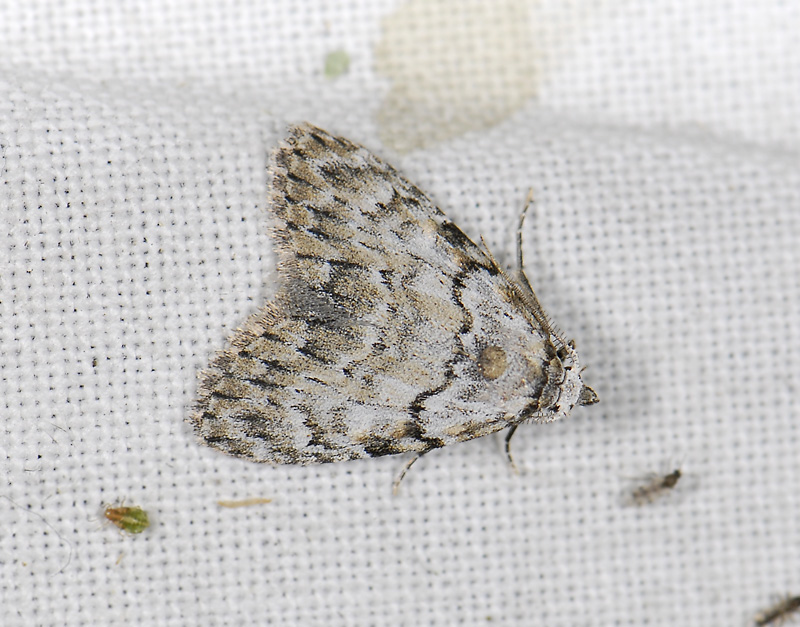 3078   Meganola strigula  8879.jpg
