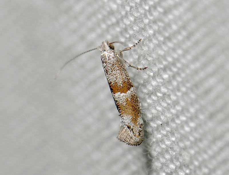 0428   Cedestis subfasciella  9272.jpg