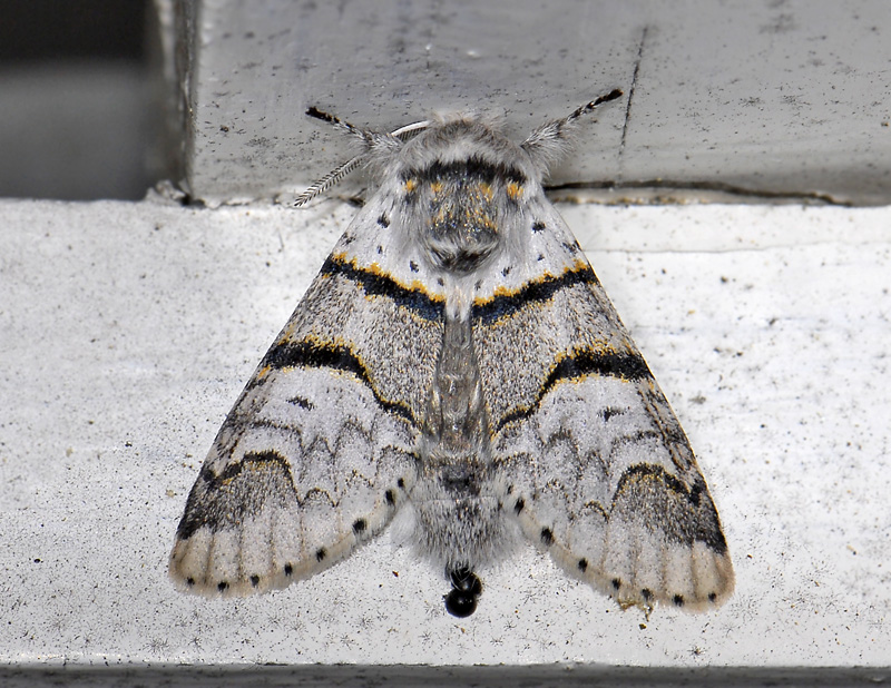 2531   Furcula bifida  9341.jpg