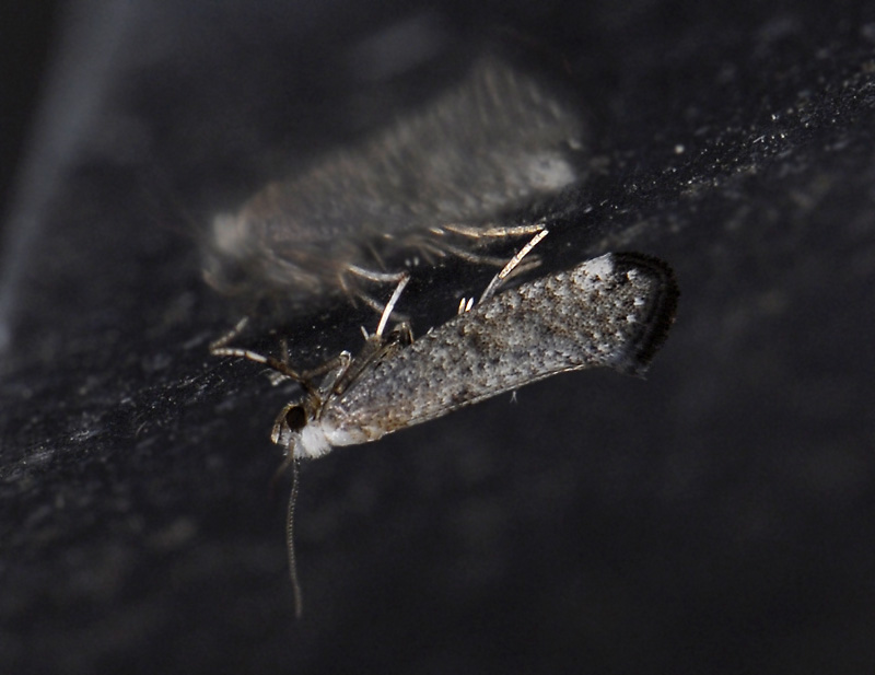 0422   Swammerdamia compunctella  9387.jpg