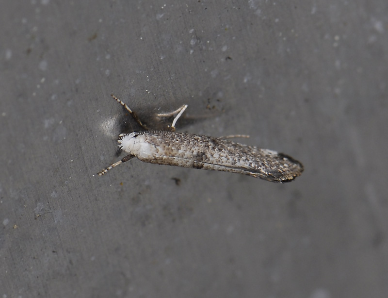 0422   Swammerdamia compunctella  9390.jpg